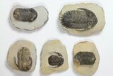 Lot: Assorted Devonian Trilobites - Pieces #119938-1